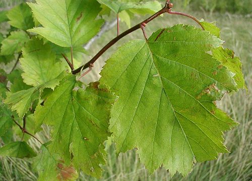 Crataegus intricata